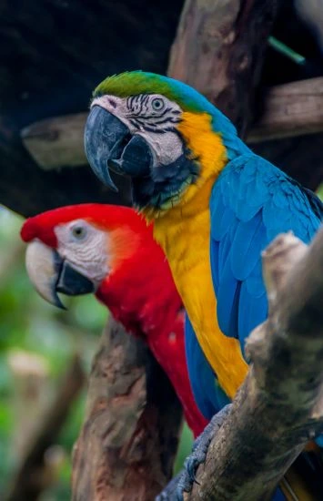 Iquitos