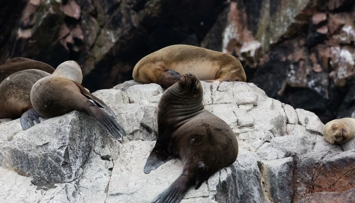 Islas Ballestas