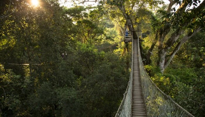 Puentes Colgantes y Torres de Observación