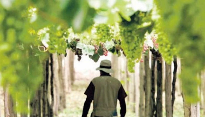 Rutas del Pisco y Vinos Peruanos
