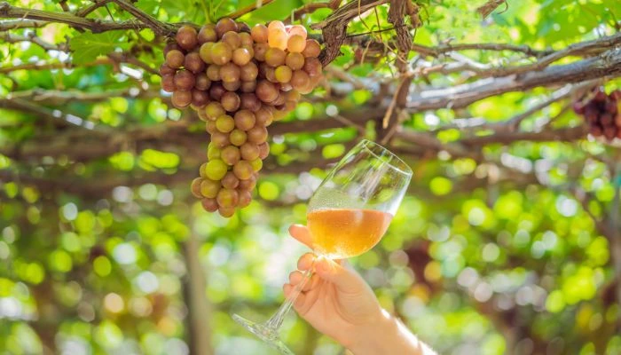 Viñedos y Bodegas