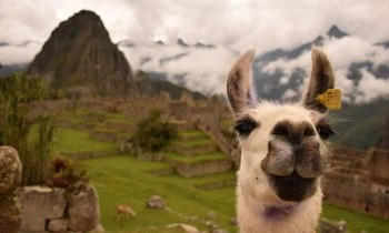 Visita guiada a Machu Picchu al amanecer, cuando la tranquilidad y la magia del lugar son más intensas. Un guía privado te llevará a explorar cada rincón de la ciudadela sagrada.
